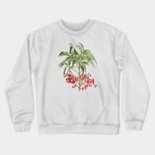 Spice Berry Ardisia Evergreen Shrub Vector Crewneck Sweatshirt